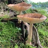 きのこのこのこ　その2