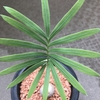 ソテツ タイシルバー/Cycas sp. Thai Silver