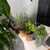 先週種まきした「しそ」よりも先に生えてきた植物は…