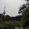 化石を発掘。こんな近場で・・・八幡山公園