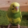 セキセイインコについて