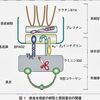 水疱症 (天疱瘡etc.) のまとめ