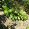 農業日誌・・・レモンの秋芽摘み