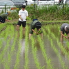 田植えの様子