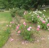 札幌にいます（14日目）中島公園のバラ