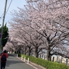 さくら桜