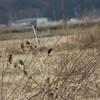 カワラヒワの群れ