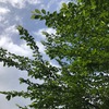 葉桜　ペパーミント