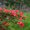 『菜種梅雨（催花雨）』。