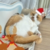 2024年も愛猫のお写真でクリスマスコスプレ♪