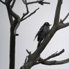 シロハラシマアカゲラ(Nuttall's Woodpecker)など