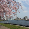  桜とスカイツリー
