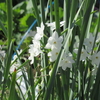 白いスイセンの花