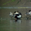 Marbled Teal ウスユキガモ(インドの鳥その25)