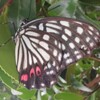 アカボシゴマダラ