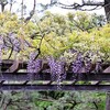 清澄公園の藤の花｜2024年の開花状況、藤棚、アクセス（東京都江東区）