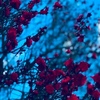 ２月１４日