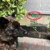 甲斐犬サンと夏野菜の巻〜さーさんダッテ食ベルンダカラネッ(о´∀`о)ｱｰﾝ(*´Д｀*)