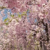桜を満喫