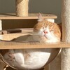 Cat Café MOFF（キャット カフェ モフ）今年2回目！