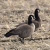 伊豆沼方面へ虫取りと鳥見に行ったよ（２０２３　０１２１－２２）その２。