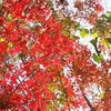 紅葉狩り