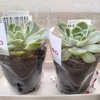 【気になる多肉植物】ベリークリーム