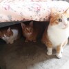 こたつネコは毎日せっせと撮ってもあまり代わり映えしない