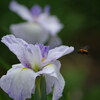 2018年6月「花菖蒲園（蜜蜂）」