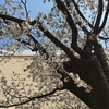 日中は概ね曇り？早朝気温８℃日中は１７℃？春の気温ですかね？