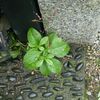 三時の天使（ハゼラン）もすきま植物