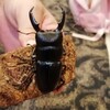 【カブト狩り】ヒラタ君GET！