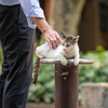 近隣繁華街のねこさん