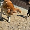 老犬ホームあん｜新人さん リョウ