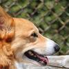 鼻腔内腫瘍から１０か月が経って