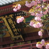 #八重桜#根津神社