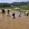 田植え体験