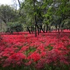 曼殊沙華を見に行きました。