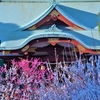 神社の梅って神々しいよなって／江東区亀戸天神社にて