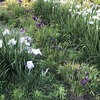 花ショウブ20240609