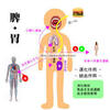 【東洋医学って何なの？】と思っているあなたへ⑪