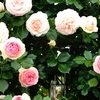 よしうみバラ公園のバラたち （69） ～ 花は心をあたためてくれる ～