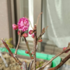 梅一輪開花
