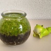 水草を育てよう（６）