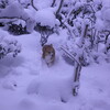 大雪、石川県民なのに金沢駅近辺のホテルで宿泊