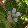 (358) Geranium carolinianum