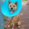 入院中の保護犬キングとＹさん愛犬ハッピーの近況