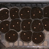 豌豆を播種
