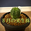 8月に購入した植物を紹介。実生株を購入。亀甲竜やユーフォルビアなど。