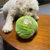3歳になりました🎉